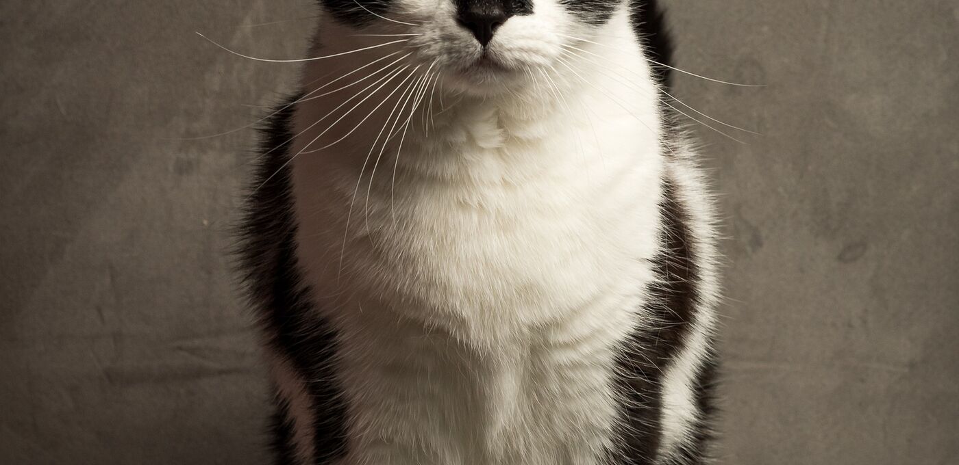 Foto von Ebony