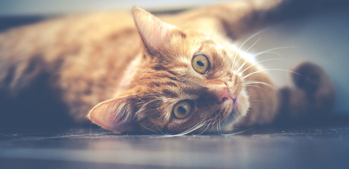 Foto von Tasha