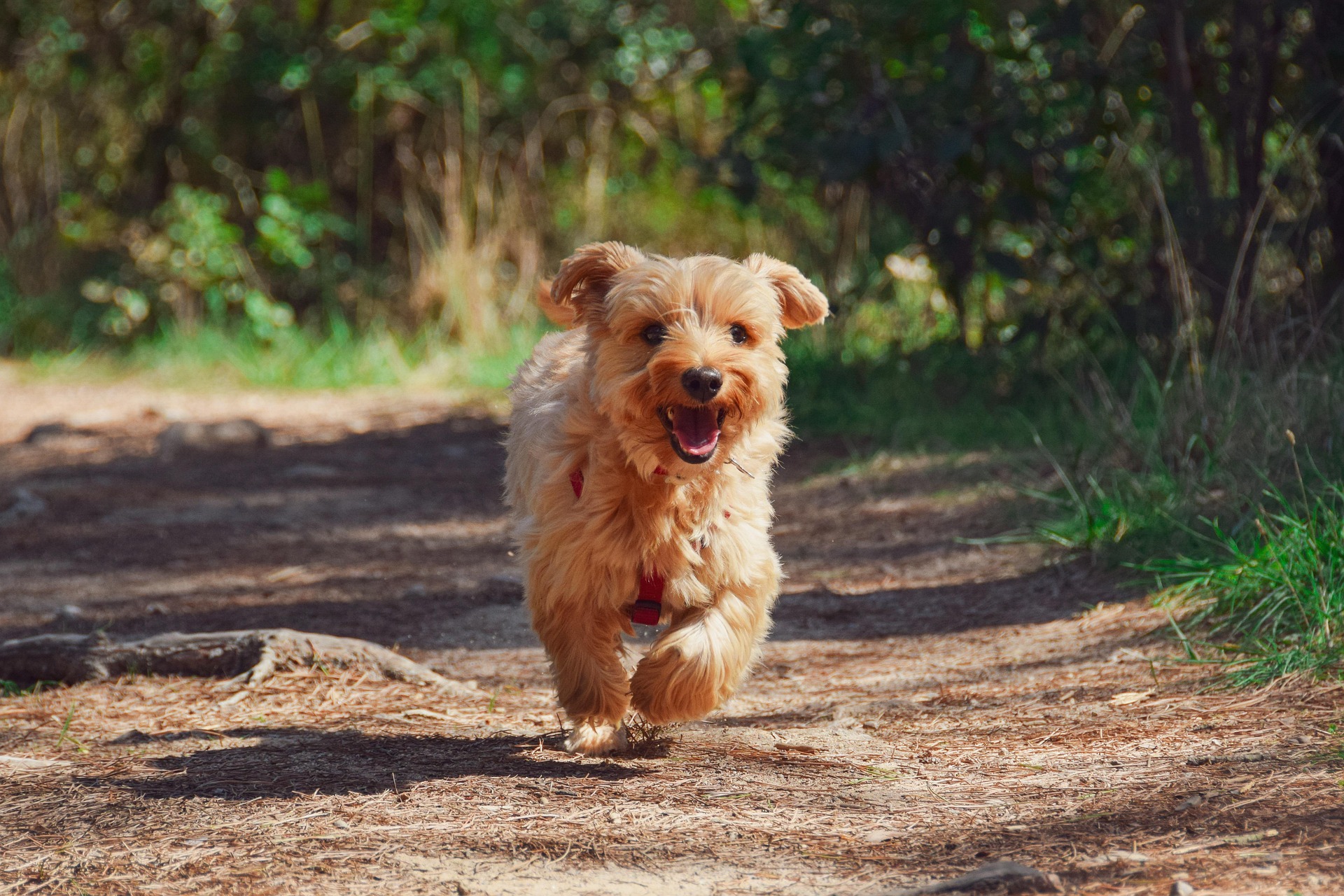 Demo Hundehütten